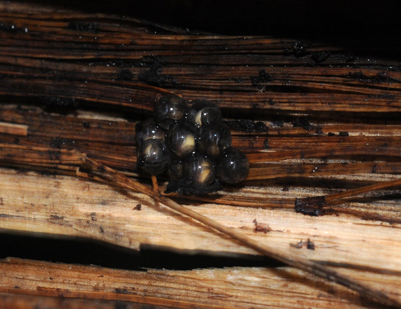 Sechellophryne gardineri. Eggs.