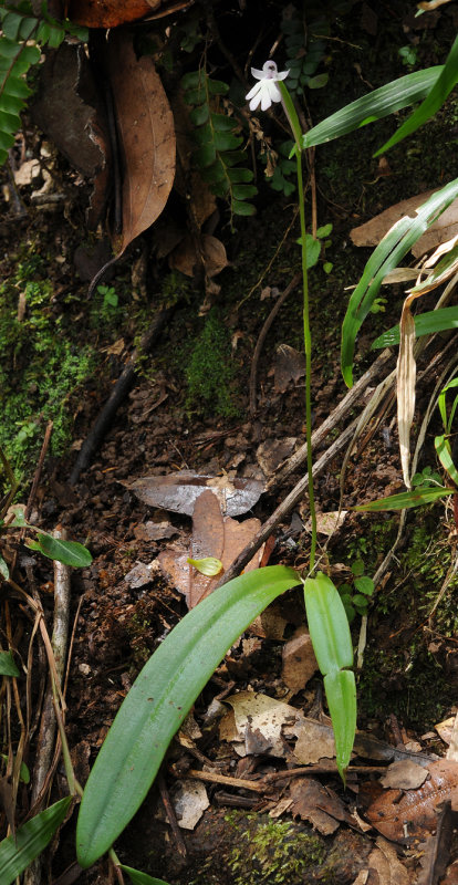 Cynorkis fastigiata