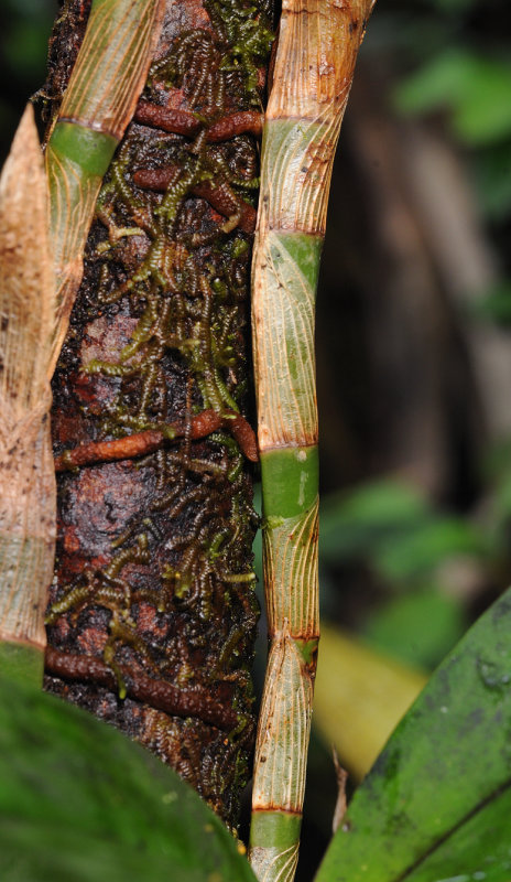 Hederorkis seychellensis rhizome.