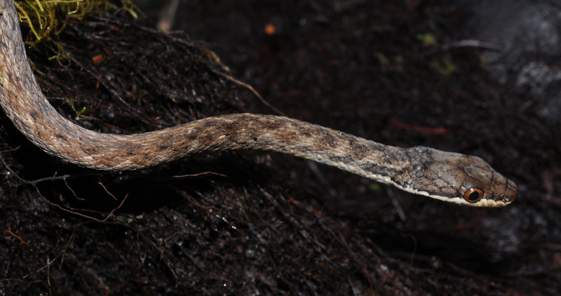 Lycognathophis seychellensis