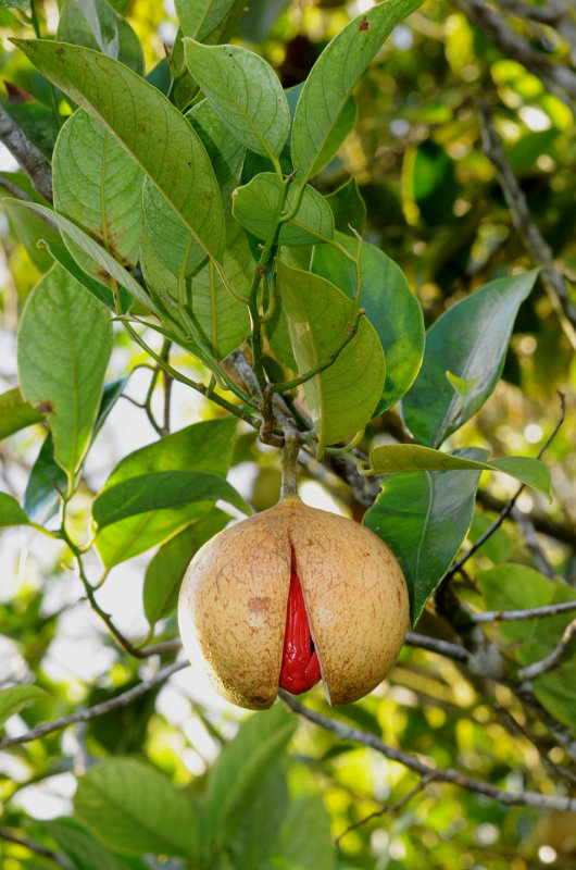 Myristica fragrans