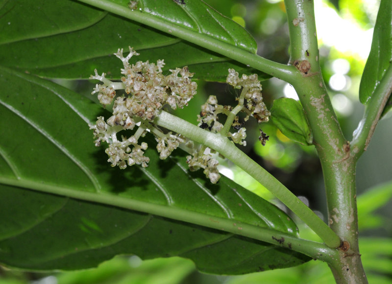 Procris insularis. Closer.jpg