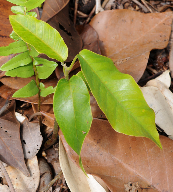 Vateriopsis seychellarum. Seedling.2.jpg