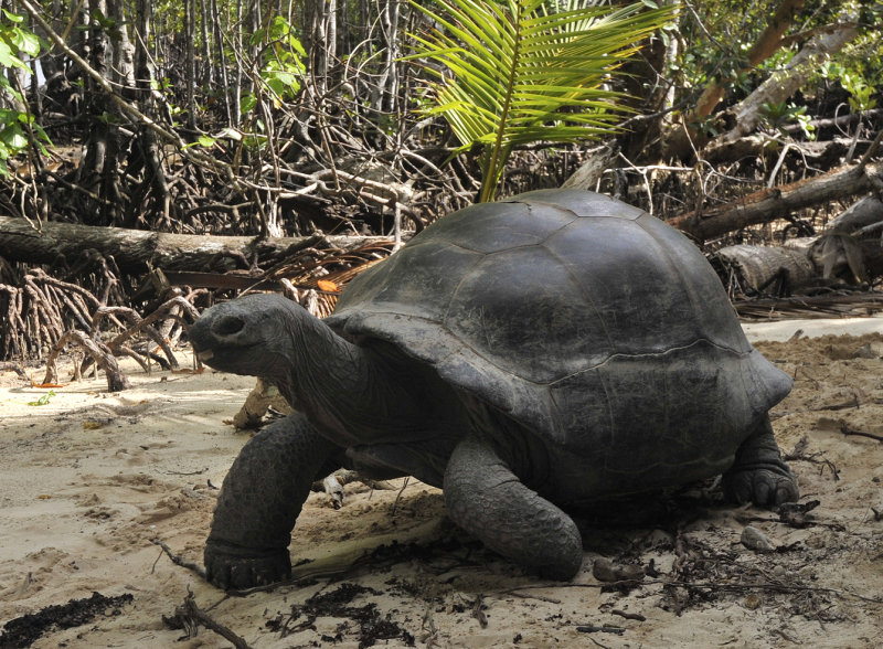 Geochelone gigantea 