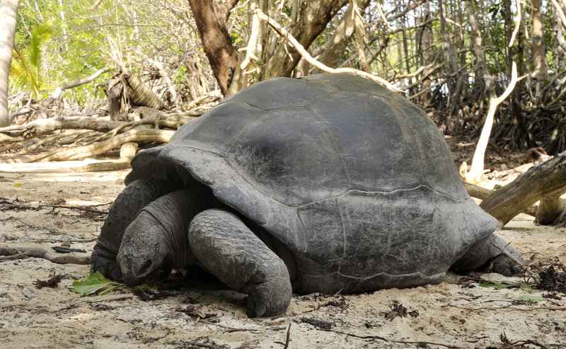 Geochelone gigantea 