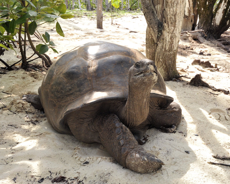 Geochelone gigantea 