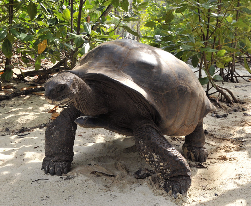 Geochelone gigantea 