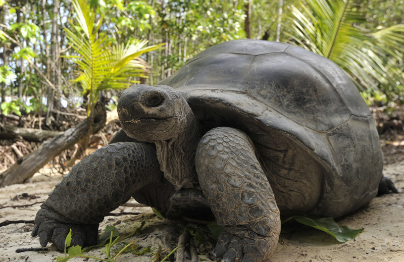 Geochelone gigantea 