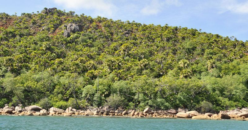 Palm rich Praslin