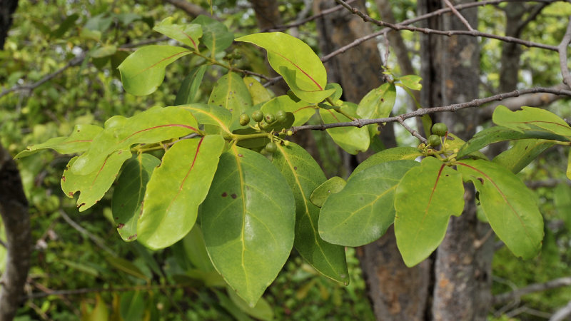 Pyrostria bibracteata. Fruits.