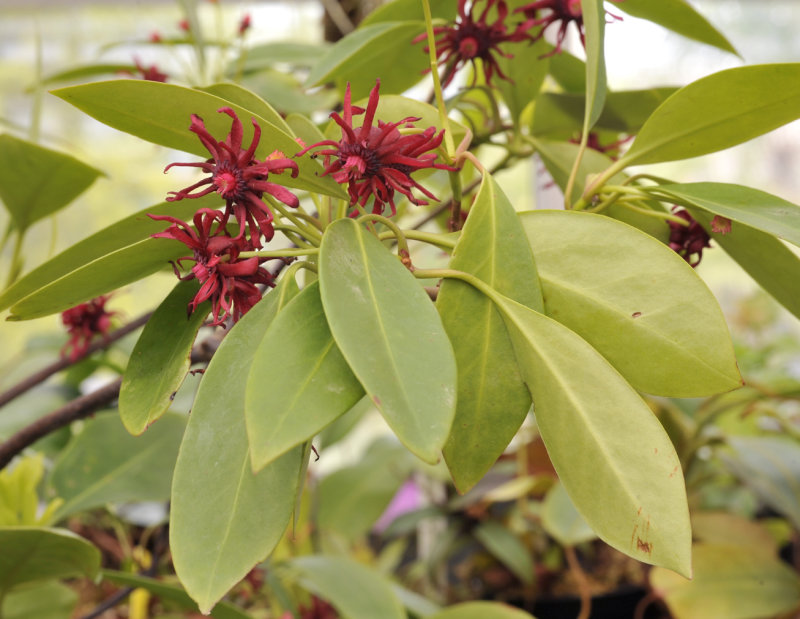Illicium floridanum