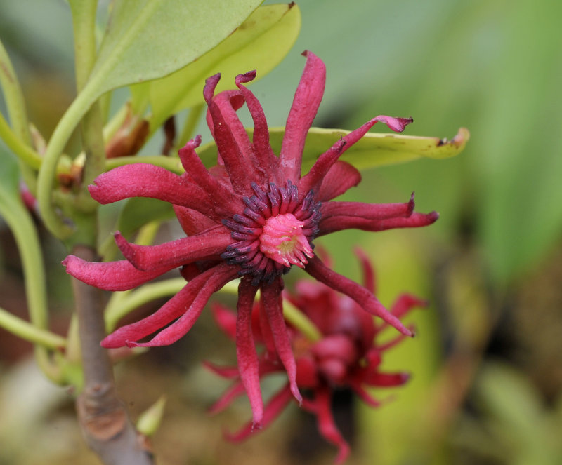 Illicium floridanum. Close-up.