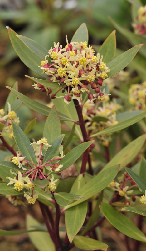 Tasmannia lanceolata