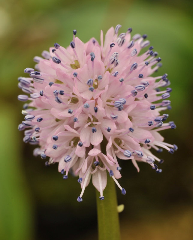 Helonias bullata. Close-up.