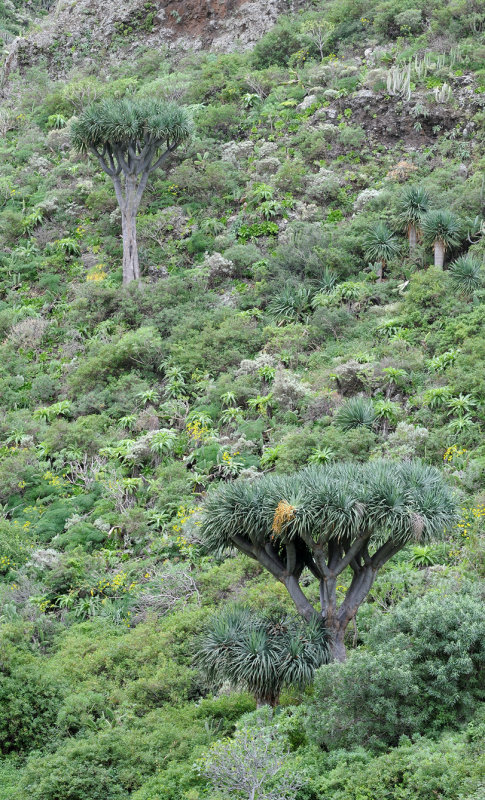 Dracaena draco. In habitat.