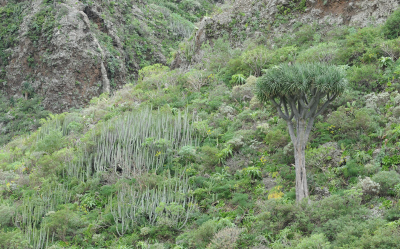 Dracaena draco