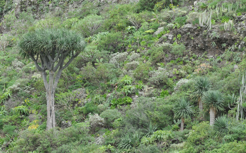 Dracaena draco