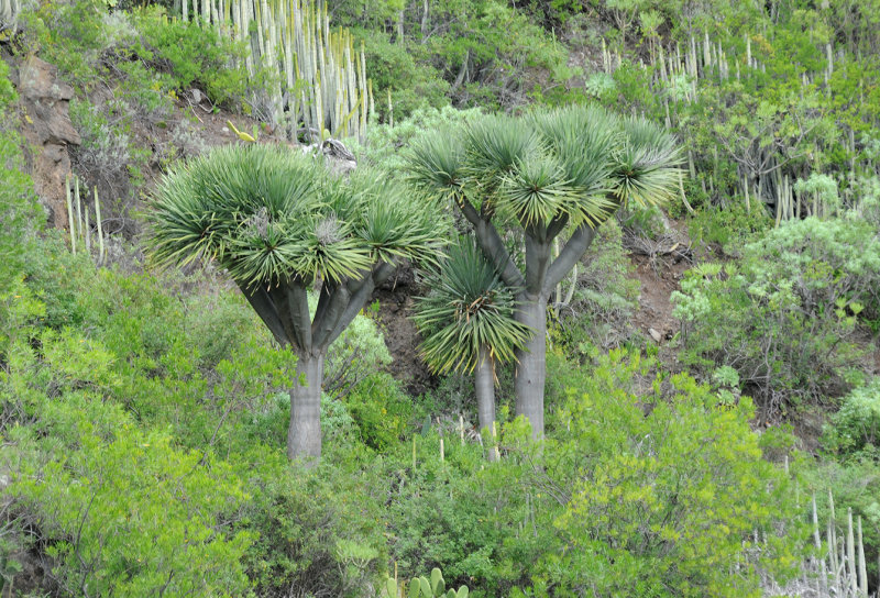 Dracaena draco