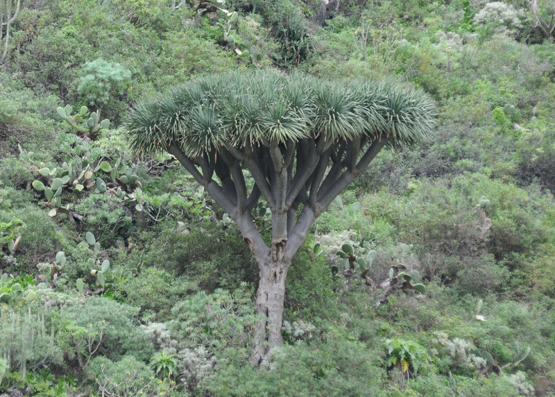 Dracaena draco
