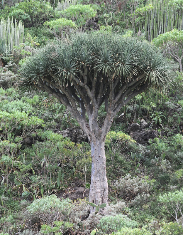 Dracaena draco