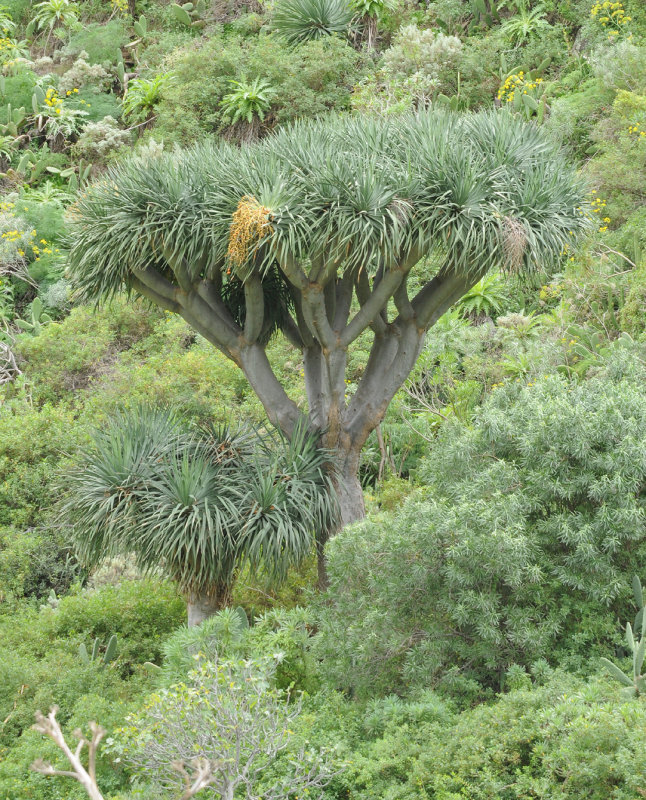 Dracaena draco