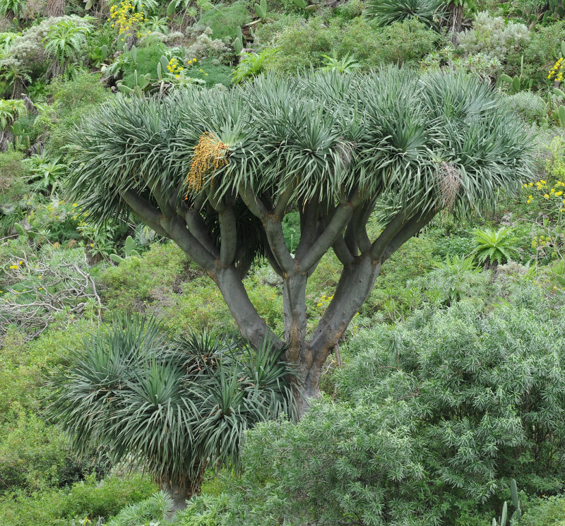 Dracaena draco. Closer.