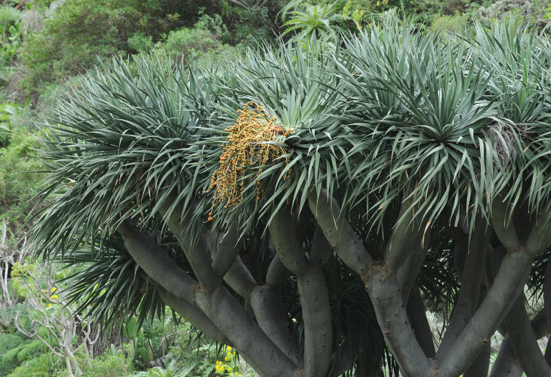 Dracaena draco. Closer.
