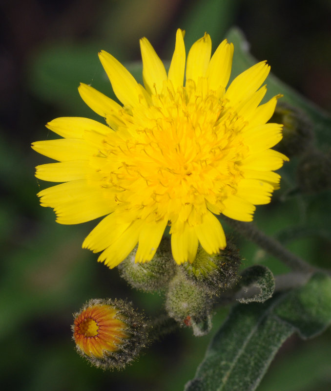 Andryala pinnatifida. Close-up.
