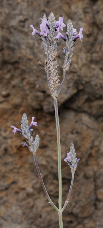 Lavandula buchii. Closer.jpg