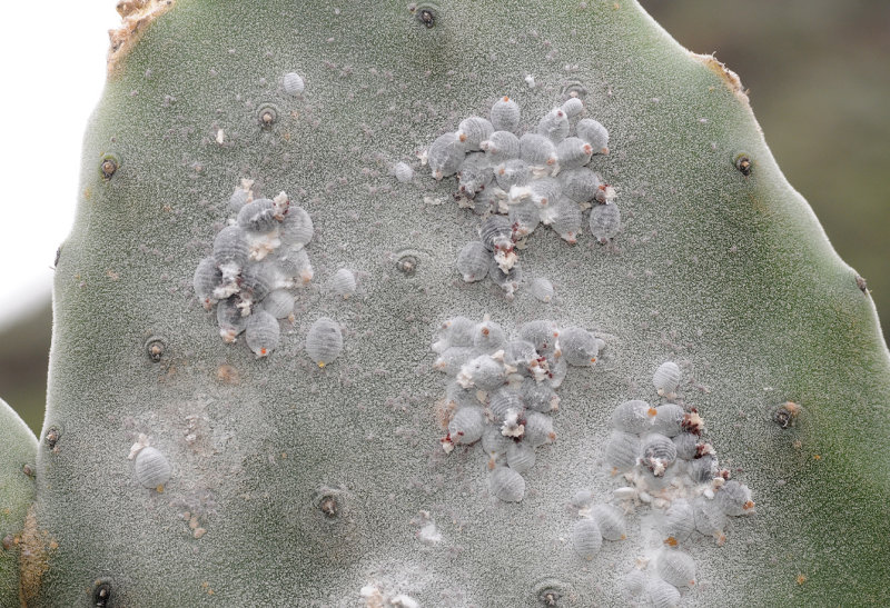 Opuntia tomentosa with Cochineal