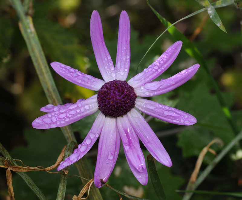 Pericallis lanata. Close-up.