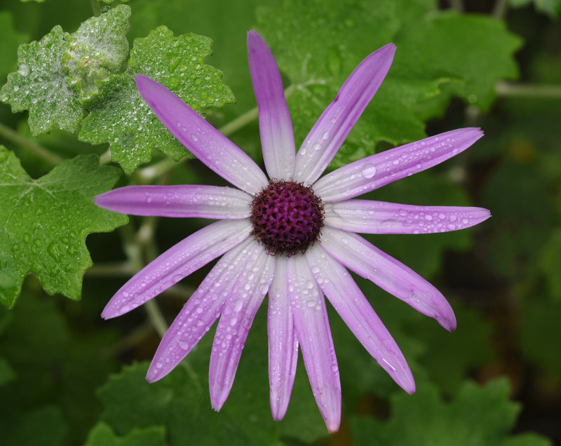 Pericallis lanata. Close-up.