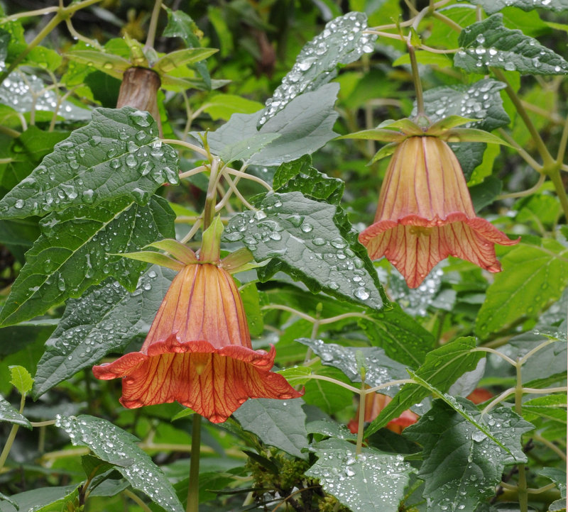 Canarina canariensis