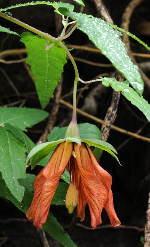 Canarina canariensis. Mutant. Closer.