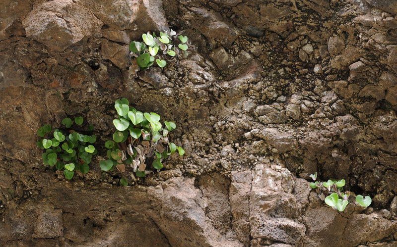 Adianthum reniforme