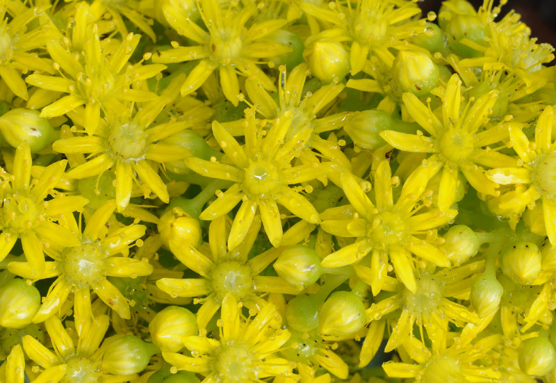 Aeonium arboreum subsp. holochrysum. Close-up.