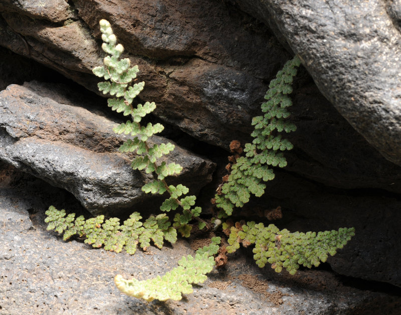 Cosentinia vellea