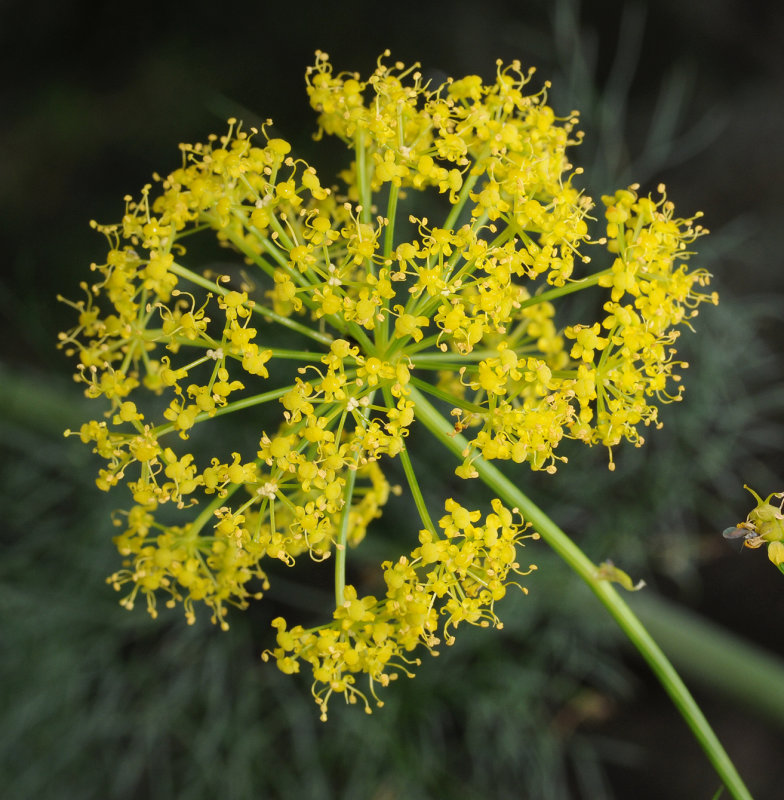 Ferula linkii. Closer.