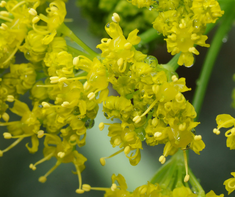 Ferula linkii. Close-up.