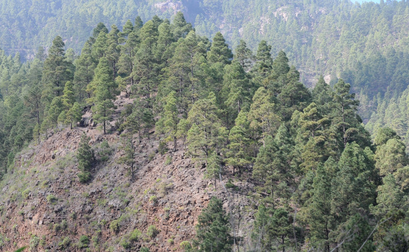 Pinus canariensis