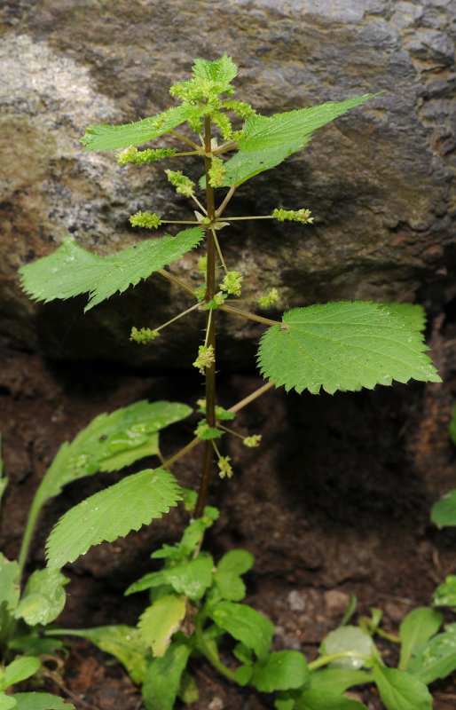 Urtica stachyoides