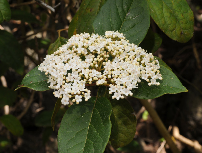 Viburnum rigidum