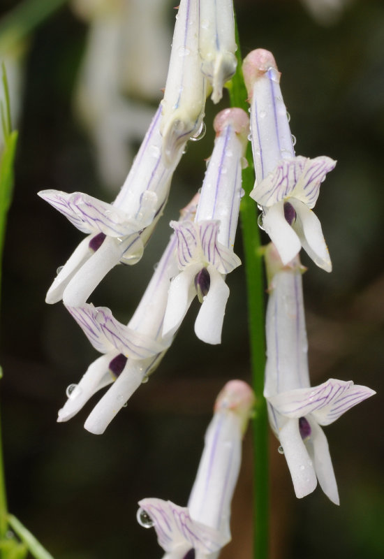 Vicea cirrhosa. Close-up.