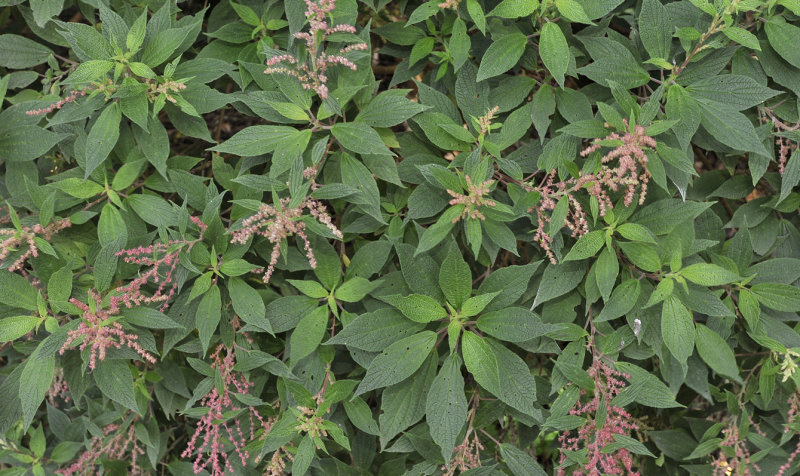 Gesnouinia arborea. 