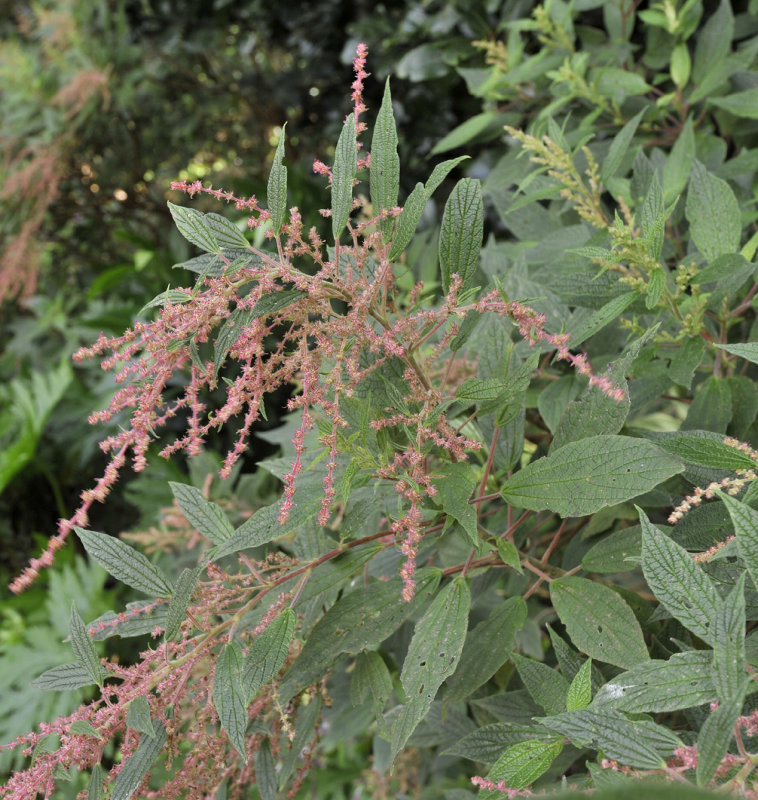 Gesnouinia arborea. Closer.