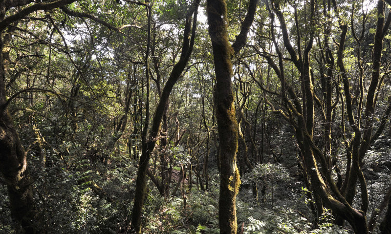 laurel forest
