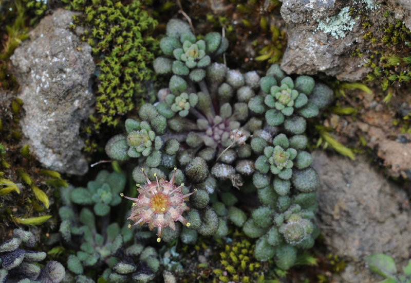 Monanthes adenoscepes