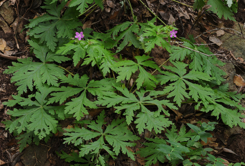 Geranium reuteri