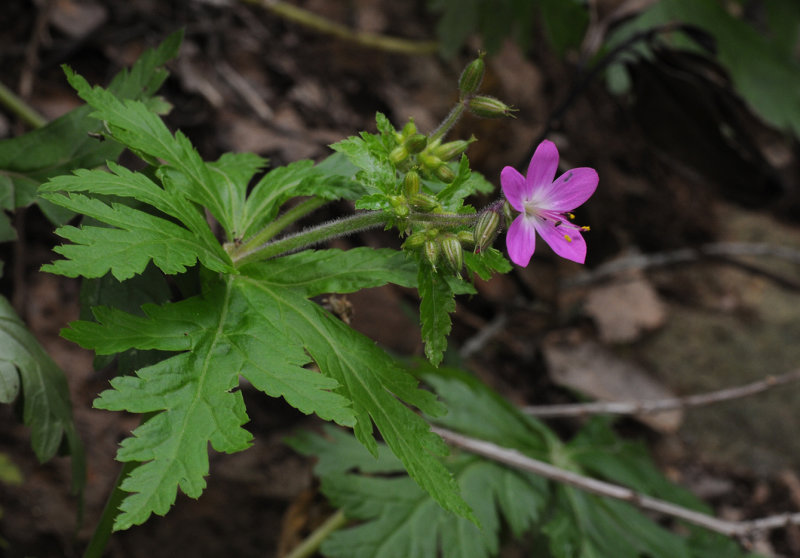 Geranium canariensis. Closer.