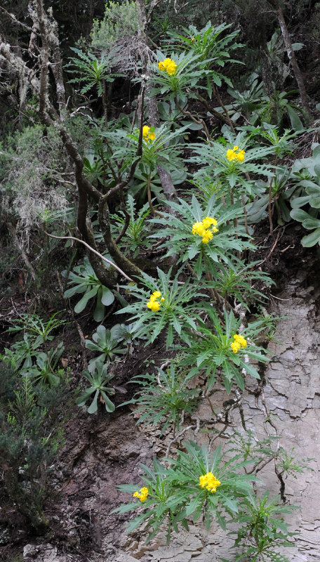 Sonchus congestus